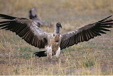 《幽灵行者》团队新作曝光：拿破仑欧洲背景类魂