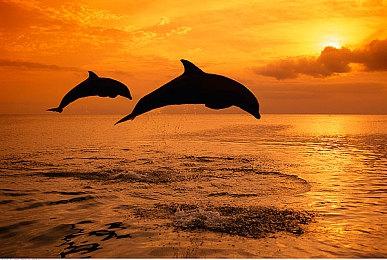 除了《宝可梦XY》之外原本还有《宝可梦Z》